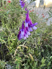 Vicia villosa