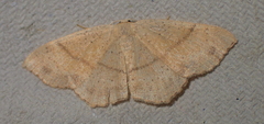 Cyclophora punctaria