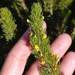 Aspalathus sanguinea