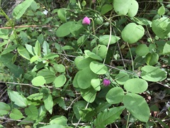 Clematis glaucophylla