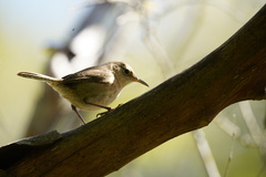 Troglodytes sissonii