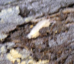 Androniscus dentiger