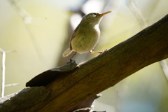 Troglodytes sissonii