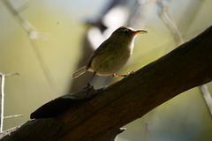 Troglodytes sissonii