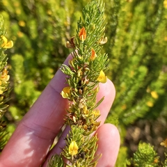 Aspalathus sanguinea