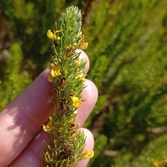 Aspalathus sanguinea
