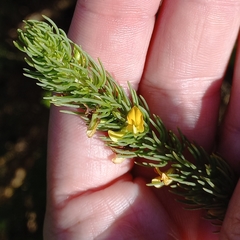 Aspalathus sanguinea