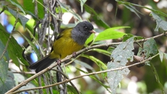 Cnemoscopus rubrirostris