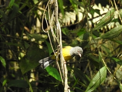 Cnemoscopus rubrirostris