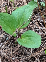 Trillium petiolatum