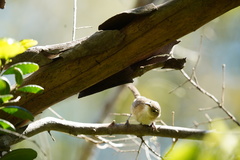 Troglodytes sissonii