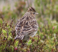 Alauda arvensis