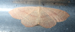 Cyclophora hyponoea