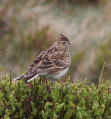 Alauda arvensis