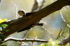 Troglodytes sissonii