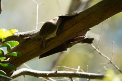 Troglodytes sissonii