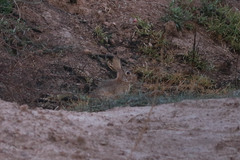 Sylvilagus audubonii