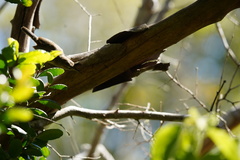 Troglodytes sissonii