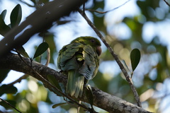 Psittacara brevipes