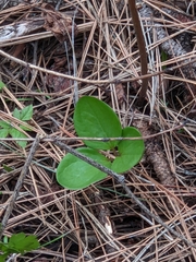 Trillium petiolatum