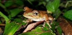 Charuplaya Treefrog photo 3
