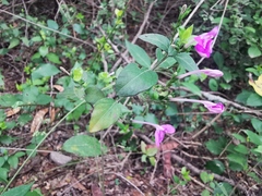 Justicia hintoniorum