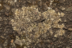 Protoparmeliopsis muralis