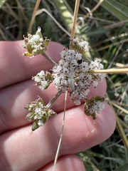 Lomatium orientale