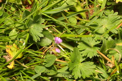 Geranium molle