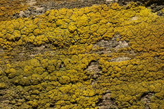 Candelariella vitellina