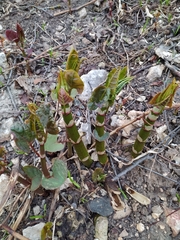 Reynoutria × bohemica