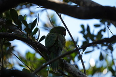 Psittacara brevipes