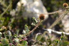 Indigofera mundiana