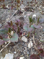 Reynoutria × bohemica