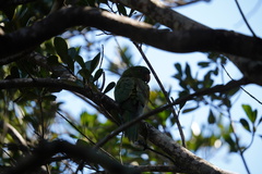 Psittacara brevipes