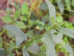 Hippodamia variegata