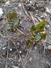 Reynoutria × bohemica