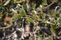 Indigofera mundiana