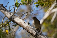Mimus graysoni