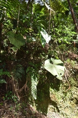 Anthurium angelopolisense