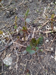 Reynoutria × bohemica