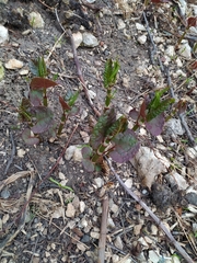 Reynoutria × bohemica