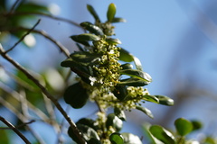 Ilex socorroensis