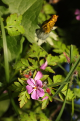 Geranium robertianum