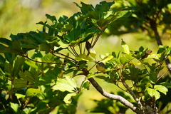 Setophaga pitiayumi graysoni