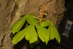 Aesculus hippocastanum