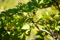 Setophaga pitiayumi graysoni