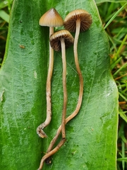 Psilocybe