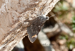 Agathymus neumoegeni