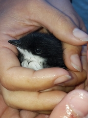 Synthliboramphus scrippsi